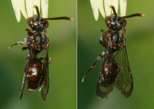 Nomada (furva)